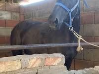 Kobyła, Konie — zdjęcie 1