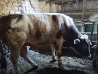 Toro, Simmental cattle — foto 3