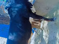 گاو نر, گاو — عکس 1
