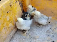 सिल्की — फ़ोटो 1