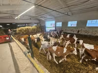 황소, Simmental cattle — 사진 6