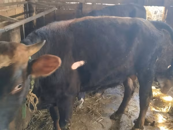 Bull, Cattle — Kyrgyzstan