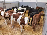 Cow, Cattle — photo 2