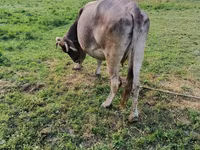 सांड, मवेशी — फ़ोटो 3