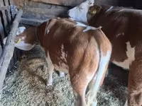 Bou, Rasa gri ungară — foto 3