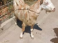 بز ماده, بز — عکس 2