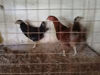 Chickens — fotografija 4