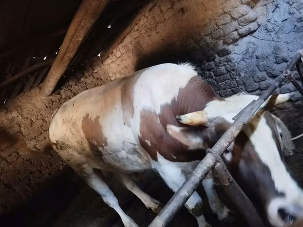 Tyre, Simmental cattle