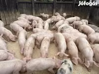 หมูป่าตัวผู้, หมู — รูปภาพ 6