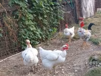 Chickens — 3. fotó