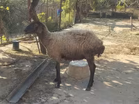 میش, گوسفند — عکس 1