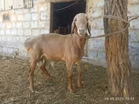 숫양, Rhon sheep — 사진 2