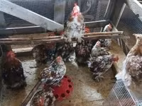 Chickens — عکس 1