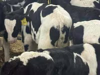 ІҚМ (топ, жынысы көрсетілмеген), Simmental cattle — 6-сурет