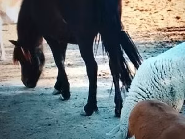 Hoppe, Welsh Mountain Pony