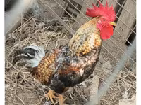 Chickens — sawirka 1