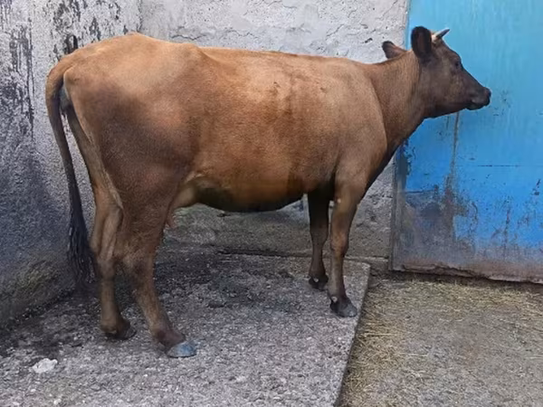 Vacă, Bovine — Georgia