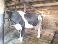 Vacă, Russian Black pied cattle — foto 5