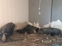 خنزير ذكر, الخنازير — الصورة 4