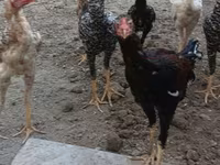 Chickens — ფოტო 7
