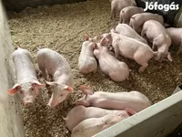 หมูป่าตัวผู้, Гипор — รูปภาพ 1