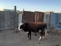 Dibi, Kazakh White-headed cow — sawirka 1