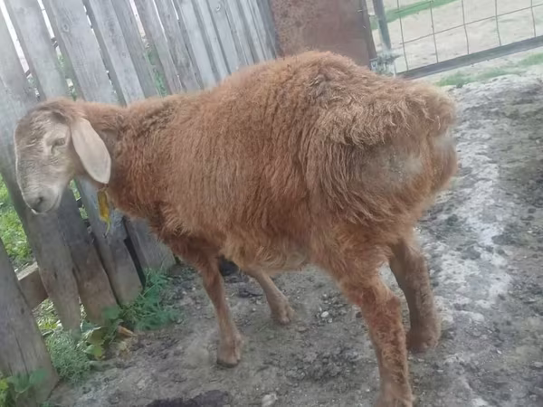 Kozel, Kozy