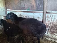 Schaf, Hissar sheep — Foto 3