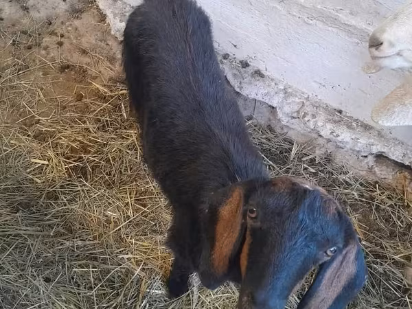 Ged, Nubian Goat