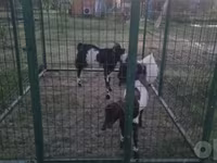 Wad, Sheep — sawirka 4