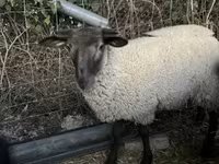 Owca, White Suffolk sheep — zdjęcie 1