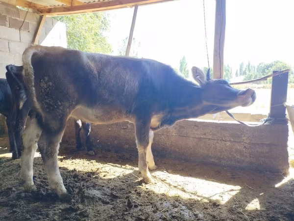 بقرة, Swiss cattle