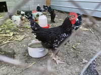 Australorp — foto 2