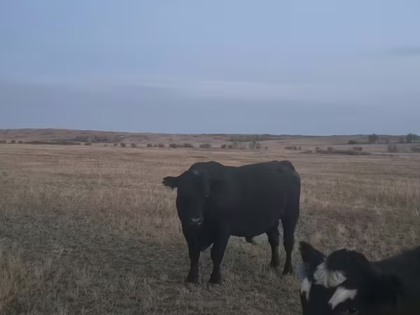Бух, Latvian Blue cattle