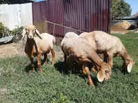 雄羊, Arashan sheep — 写真 2