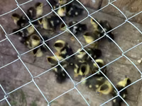 Ducks — عکس 2