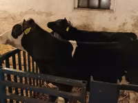 Bulle, Russian Black pied cattle — Foto 7