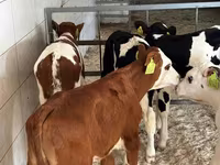 የከብት እንስሳት (ቡድን፣ ጾታ አልተጠቀሰም), Simmental cattle — ፎቶ 3