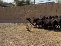قوچ, گوسفند — عکس 2