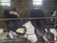 Kuh, Simmental cattle — Foto 1