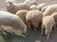 قوچ, گوسفند — عکس 5