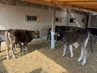 Tyre, Swiss cattle — foto 2