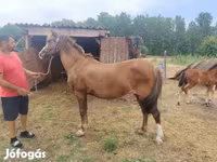 Kuda betina, Horses — foto 3