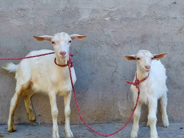 بز ماده, Saanen goat