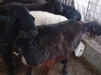 Schaap, Hissar sheep — foto 6
