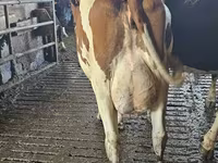 Vache, Race Holstein — photo 2