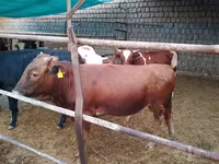 گاو و گوساله (گروه، جنسیت مشخص نشده), Simmental cattle — عکس 1