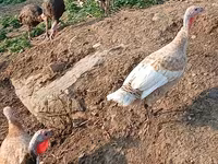 Turkeys — عکس 1