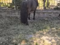 Hingst, Australian Pony — foto 6