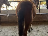 Hingst, Horse breed — foto 3